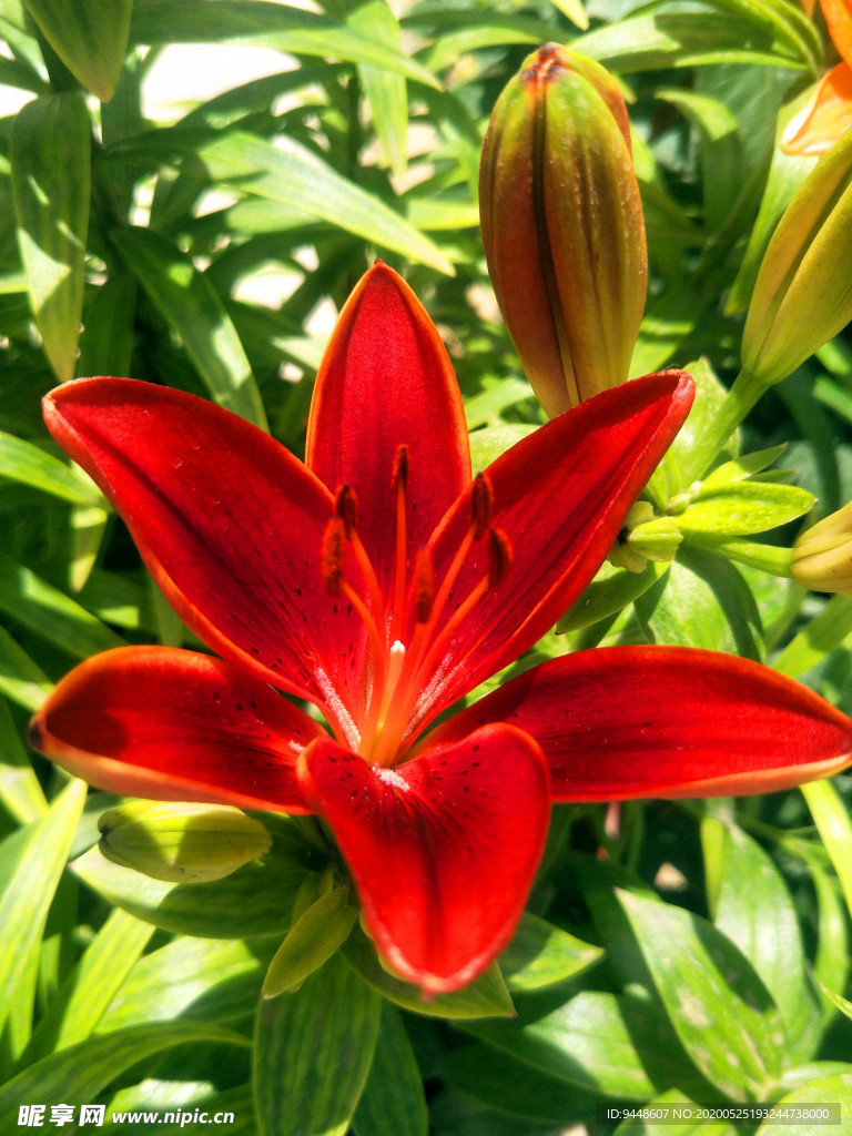 百合花