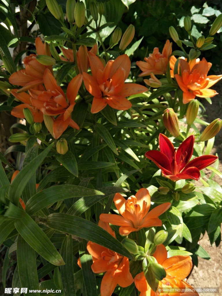 百合花