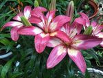 百合花