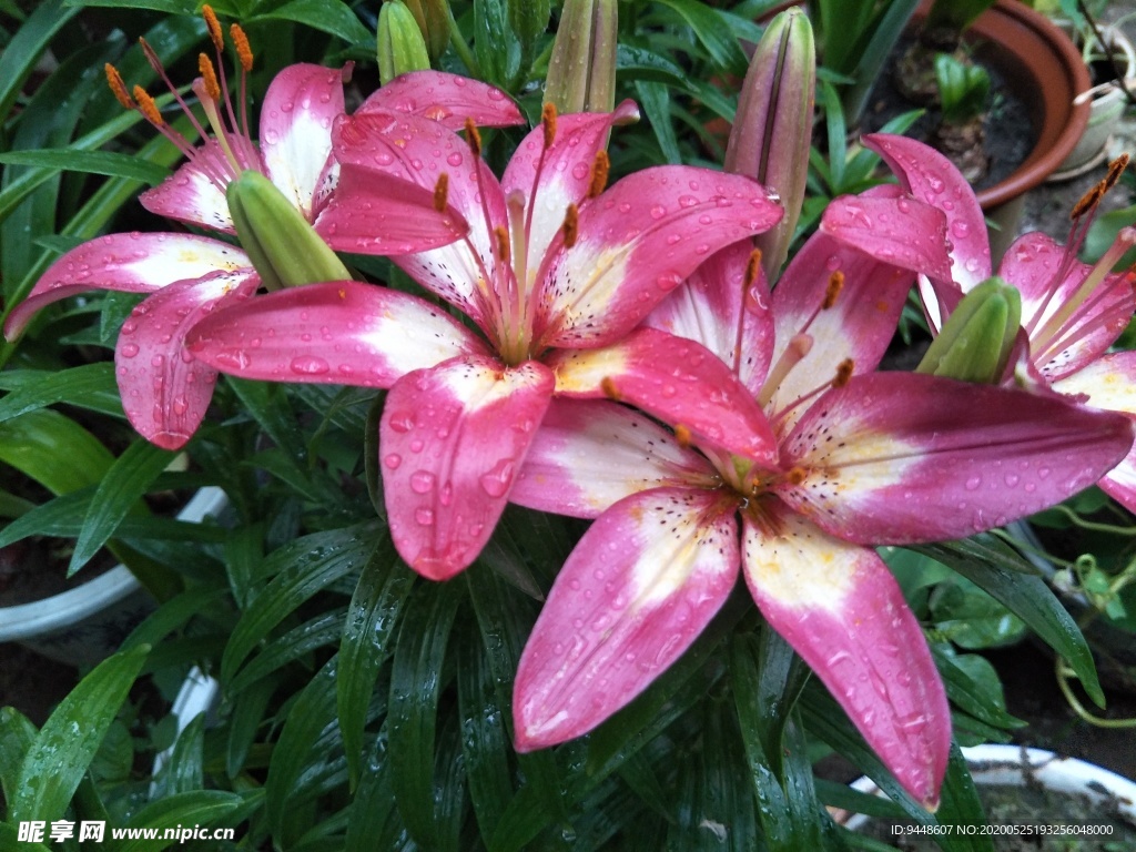 百合花