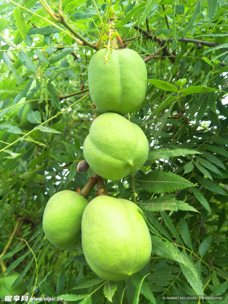 文冠果