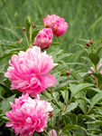 芍药花