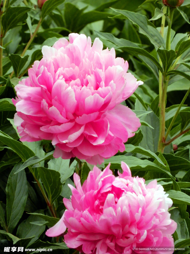 芍药花