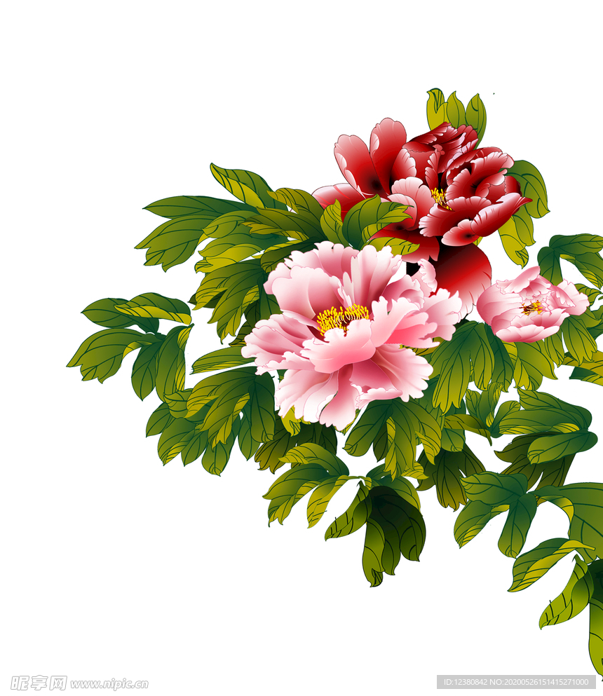 牡丹花
