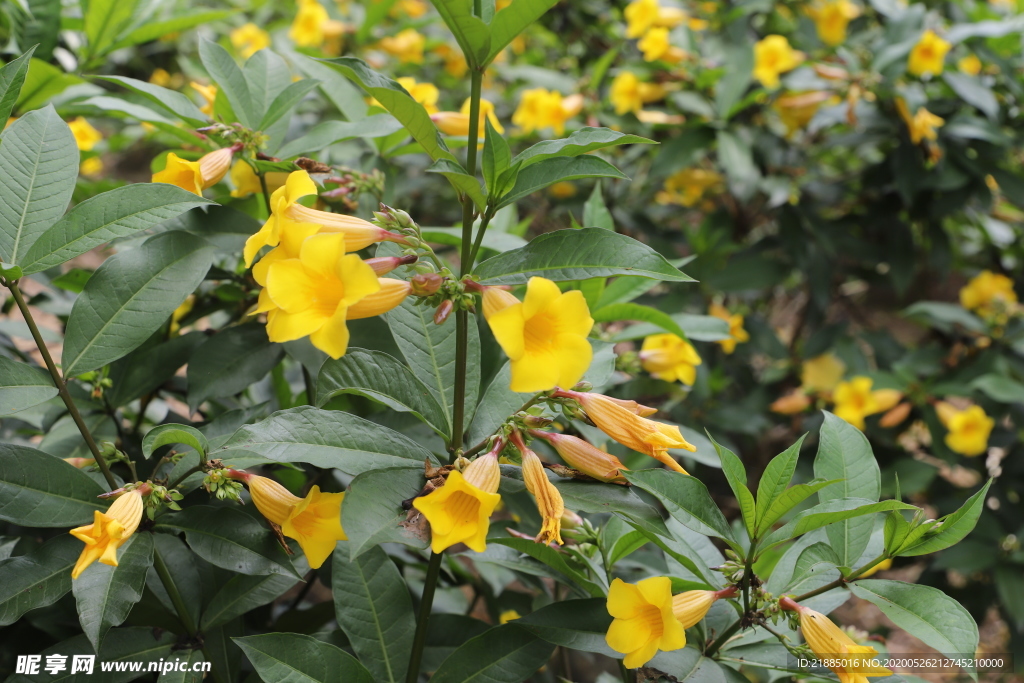 小黄花