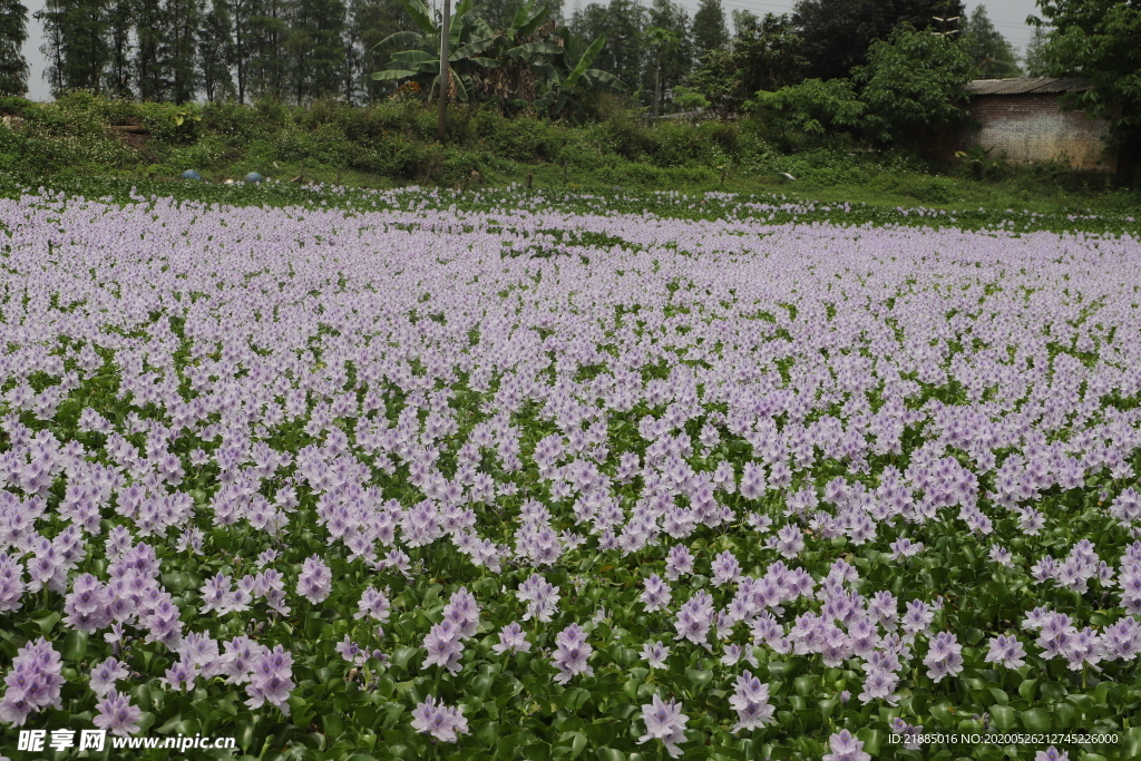 水草花