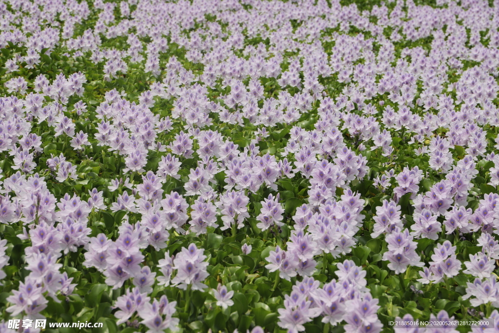 水草花