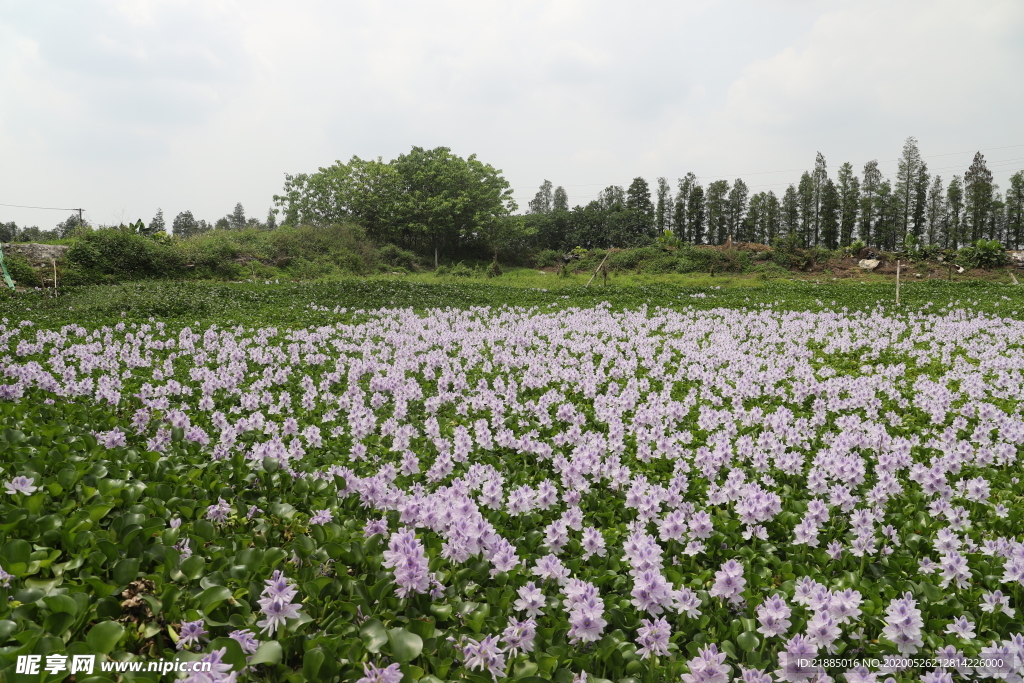 水草花