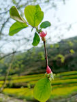 木瓜花