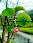 木瓜花