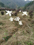 玉兰花