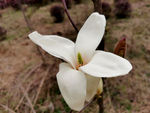 玉兰花
