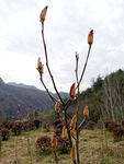 玉兰花