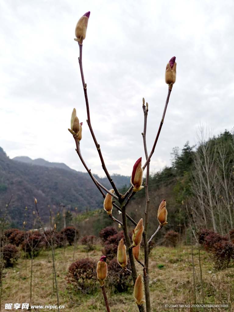 玉兰花