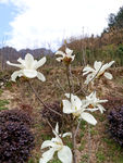 玉兰花
