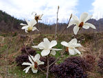 玉兰花