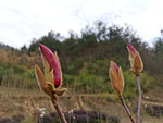 玉兰花