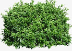 绿化植物景观免抠图