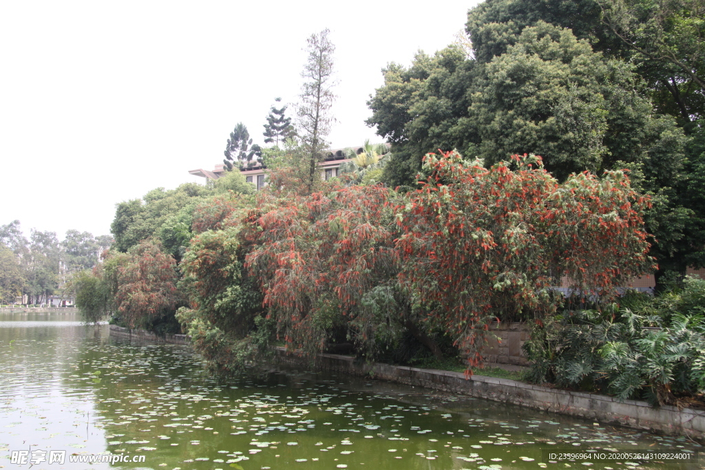 串钱柳全貌