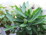 再力花水竹芋