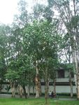 高红槿植株全貌