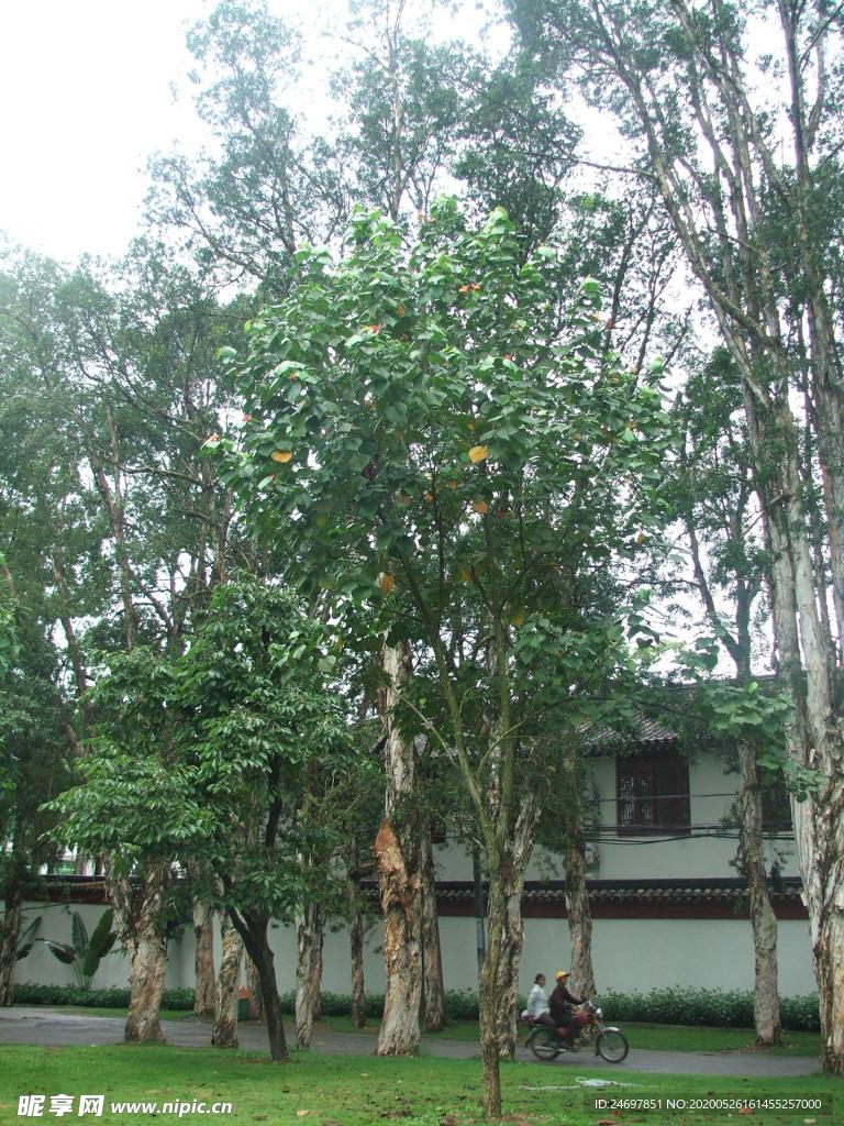 高红槿植株全貌