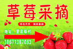草莓采摘