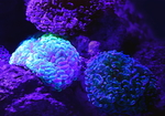 珊瑚珊瑚礁海底礁石图片