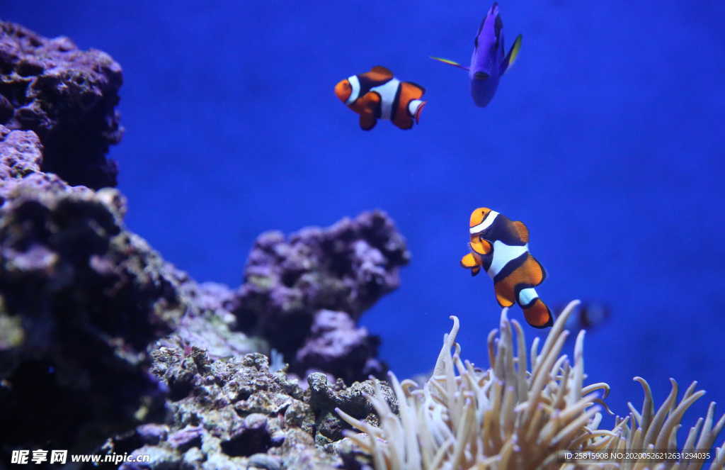 珊瑚珊瑚礁海底礁石图片