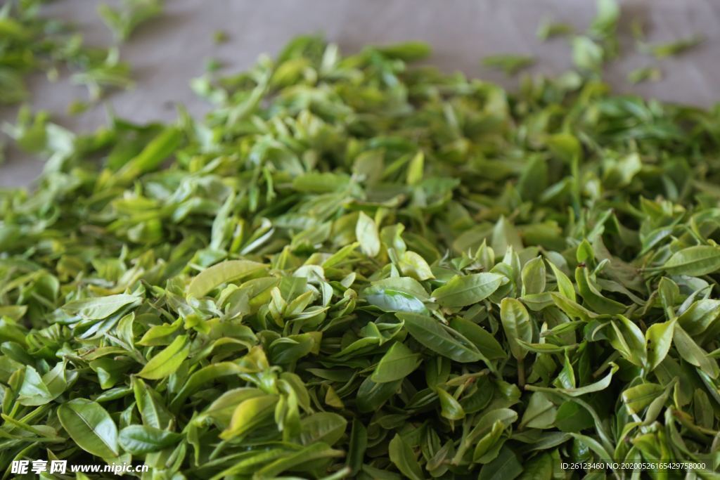 普洱茶叶