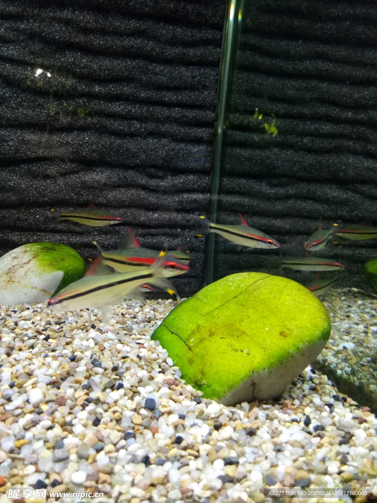 海洋生物