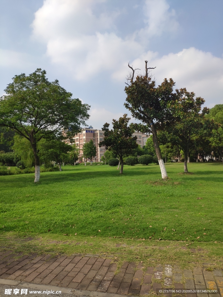 草坪