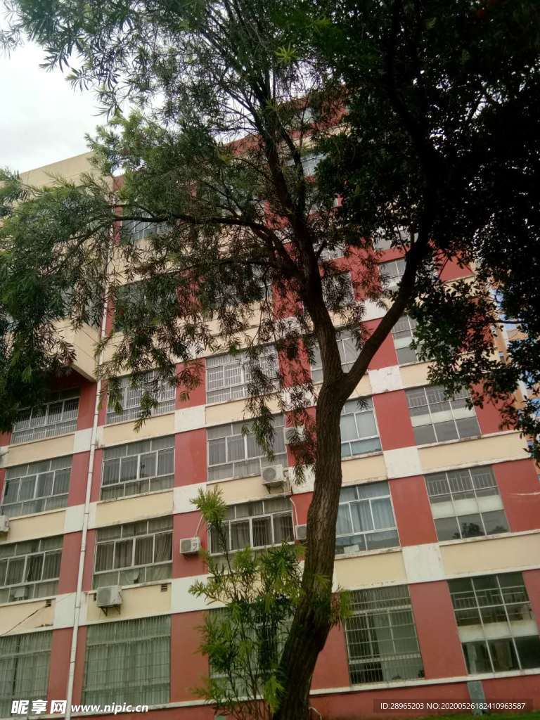 树