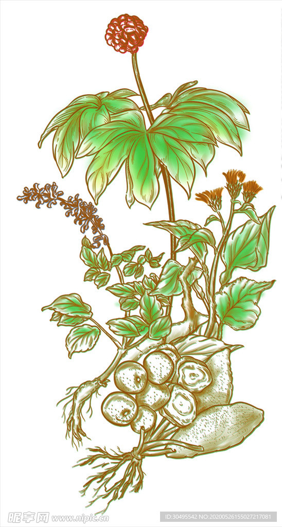 人参