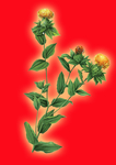 珍贵药材