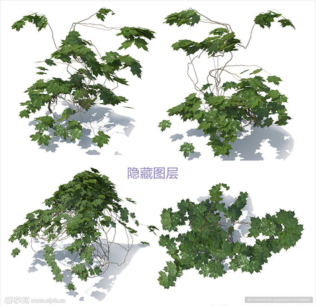 攀爬植物