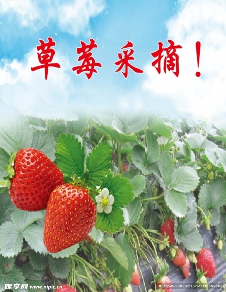 草莓采摘