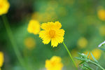 金鸡菊