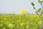 油菜花