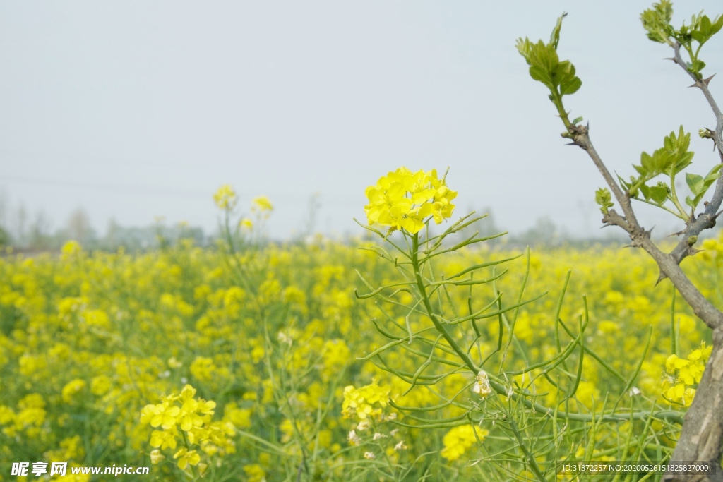 油菜花