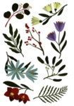 树叶 花 素材 PNG