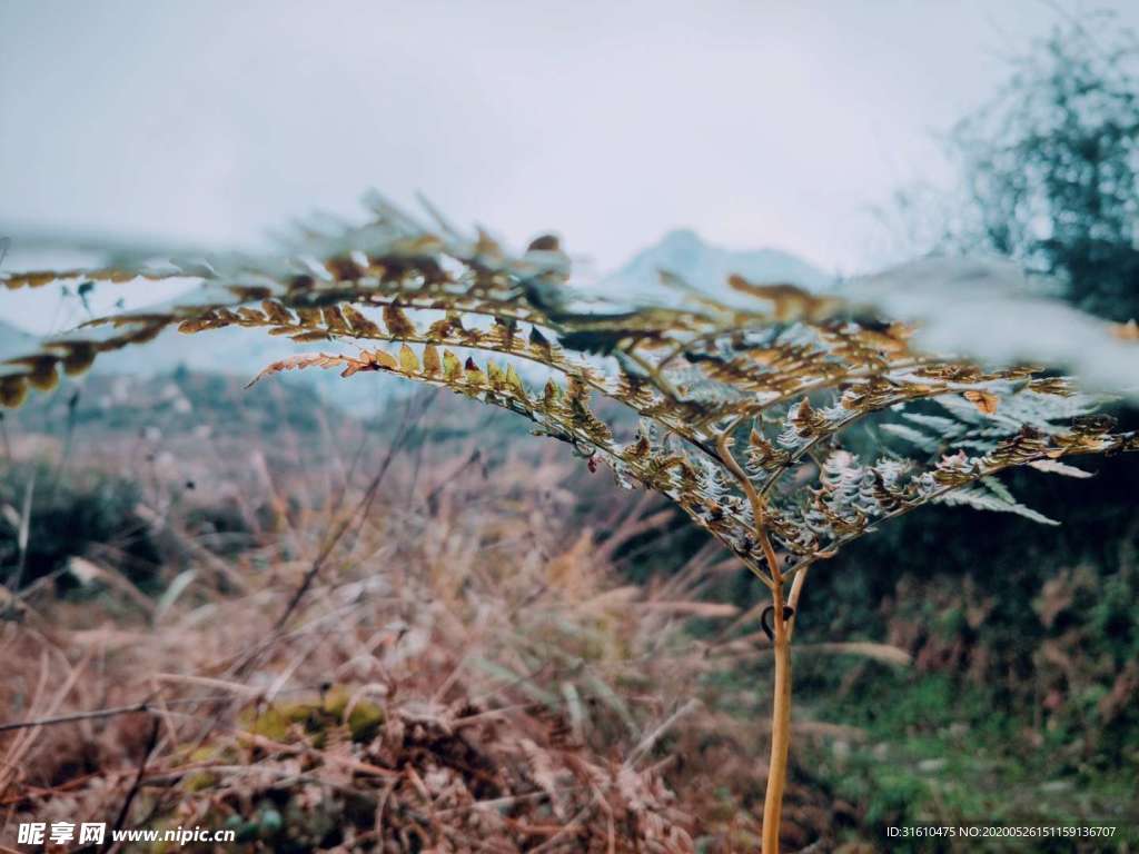 草素材