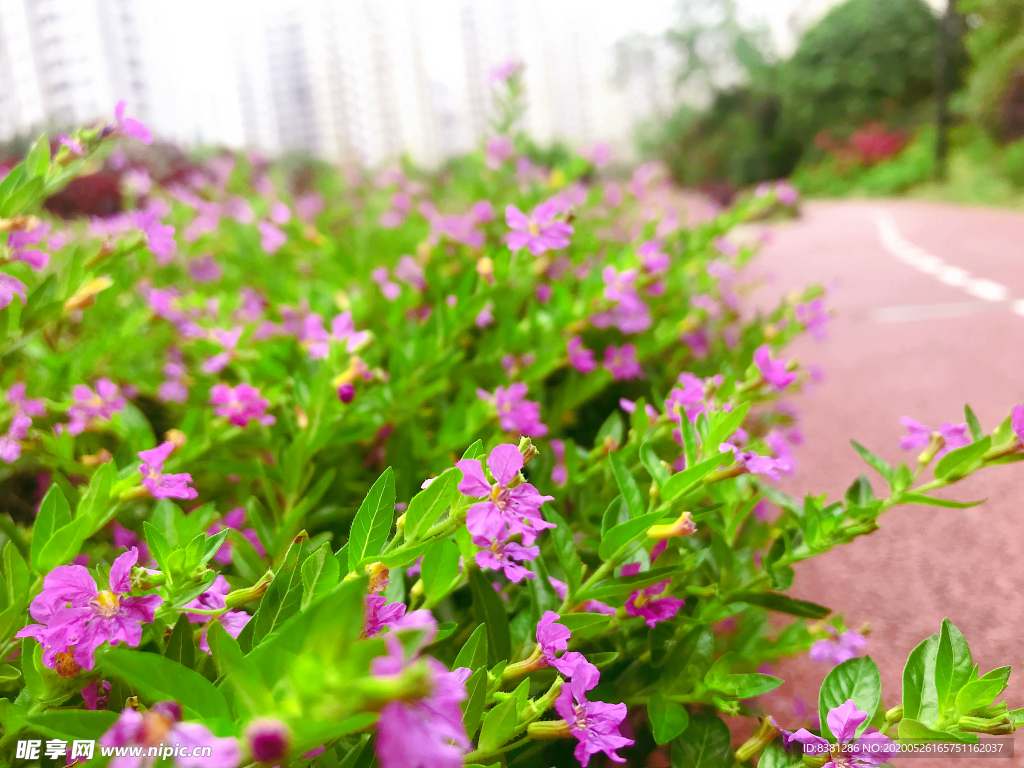 唯美花海