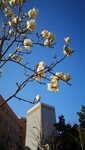 校园玉兰花