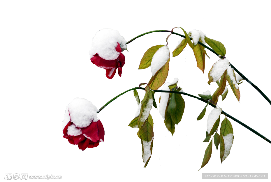 免抠背景干花枯花