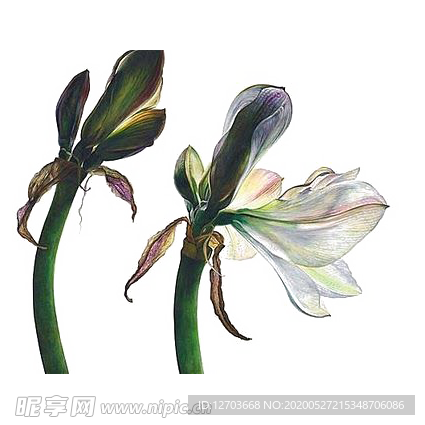 免抠背景干花枯花