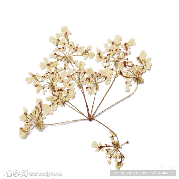 免抠背景干花枯花