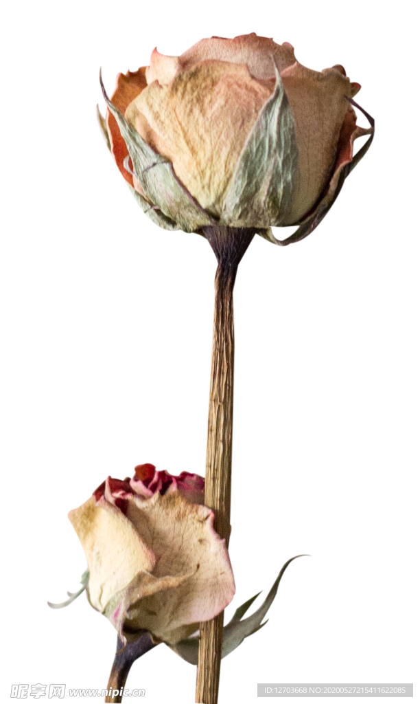 免抠背景干花枯花