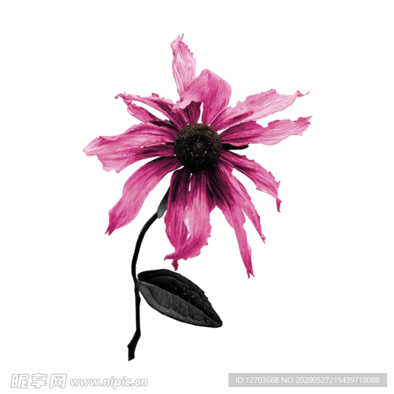 免抠背景干花枯花