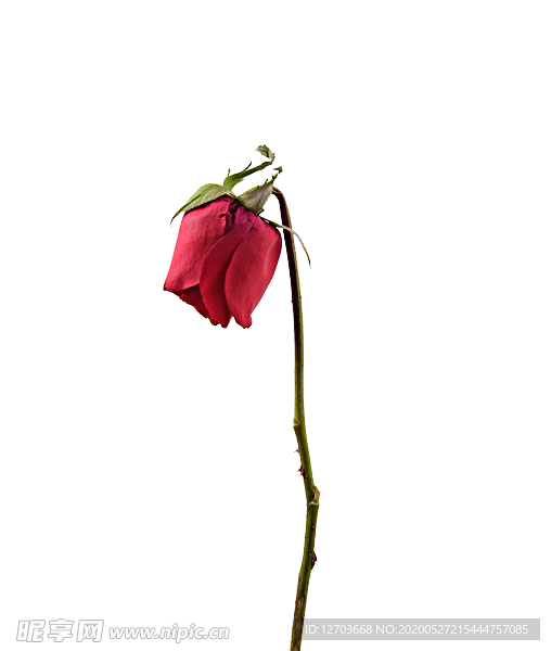 免抠背景干花枯花
